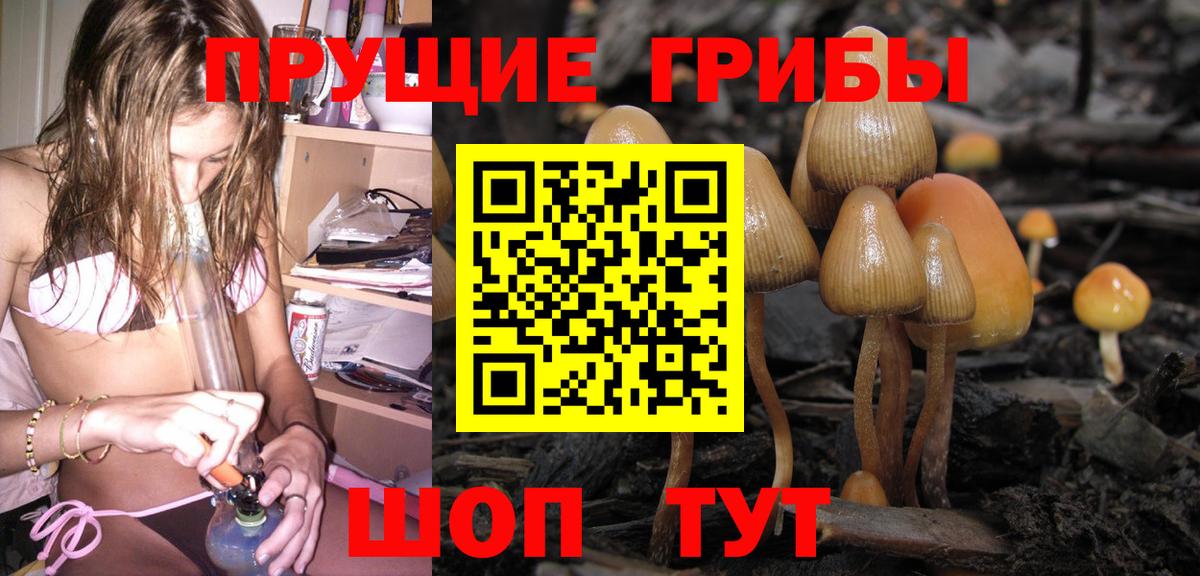 Вольск  даркнет сайт  Вход с VPN  Галлюциногенные грибы Psilocybe 